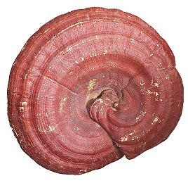 《最后生还者重制版》动捕视频 角色表情栩栩如生